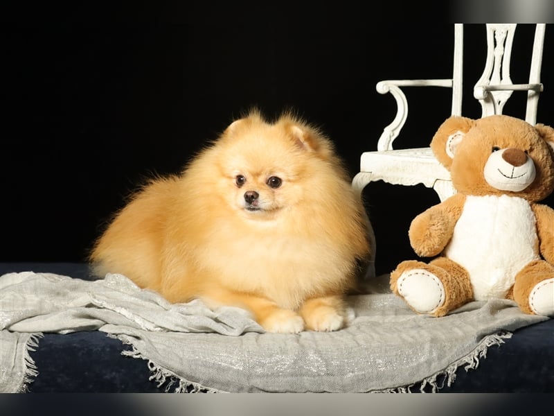 Rüde, Pomeranian mit Stammbaum