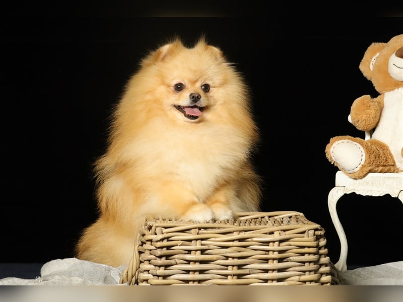 Rüde, Pomeranian mit Stammbaum