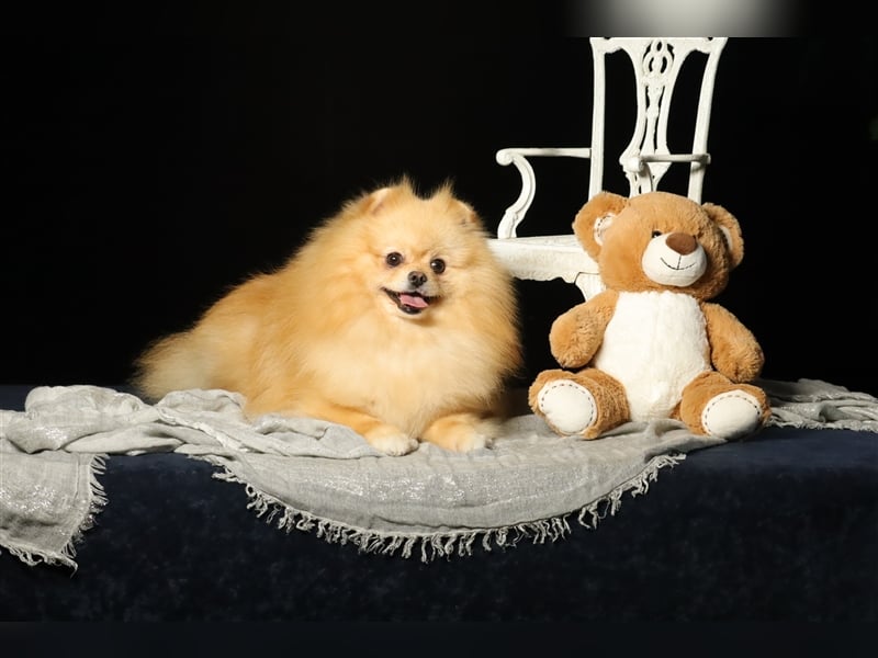 Rüde, Pomeranian mit Stammbaum