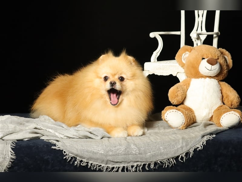 Rüde, Pomeranian mit Stammbaum