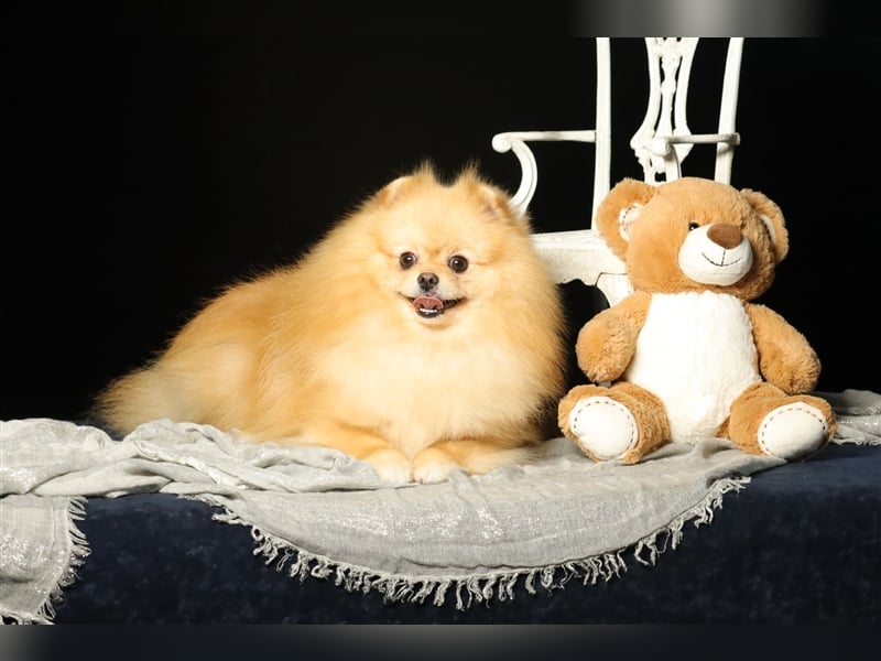 Rüde, Pomeranian mit Stammbaum