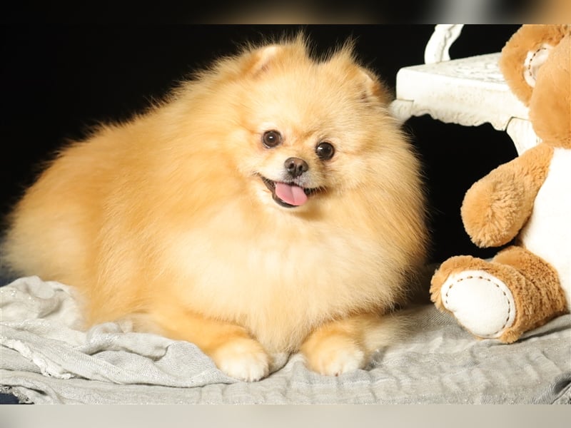 Rüde, Pomeranian mit Stammbaum