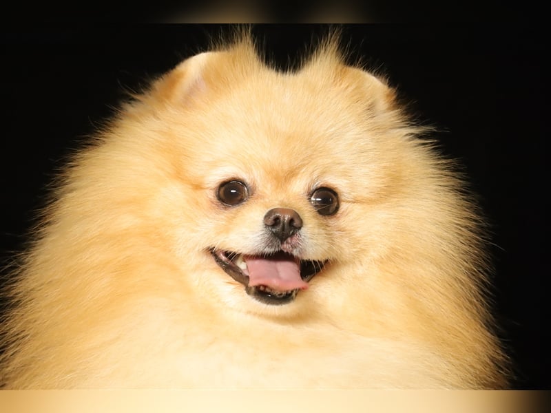 Rüde, Pomeranian mit Stammbaum