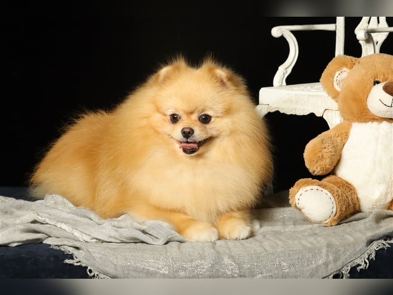 Rüde, Pomeranian mit Stammbaum