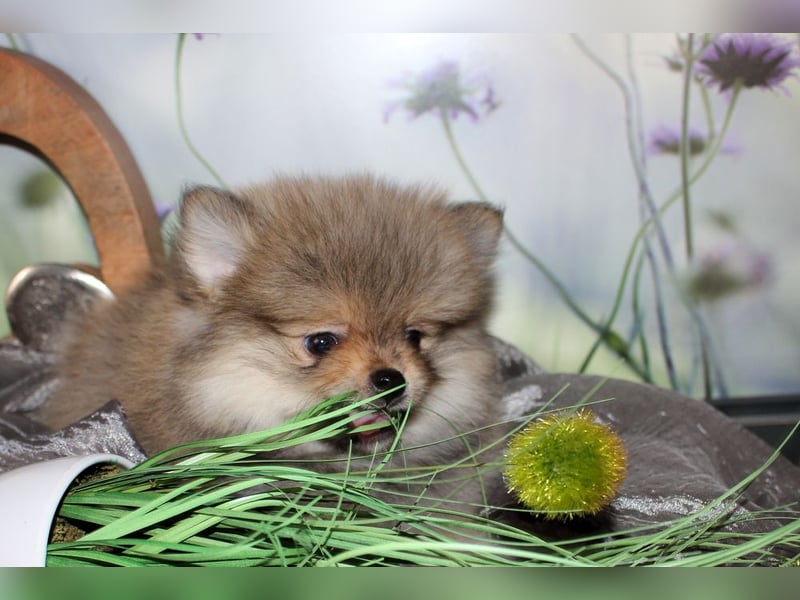 Zwei tolle Pomeranian Zwergspitz Welpen Rüden haben die Koffer gepackt