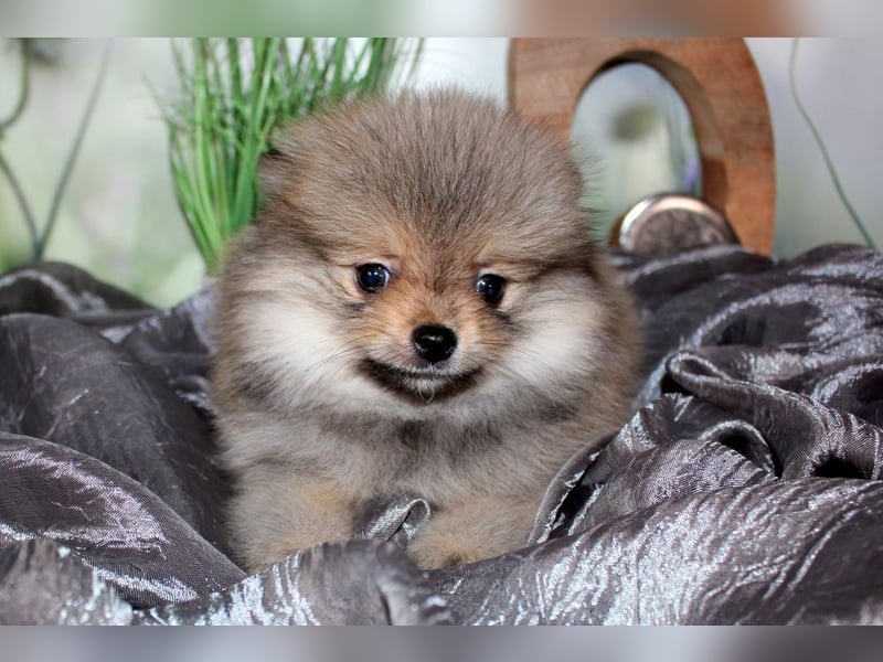 Zwei tolle Pomeranian Zwergspitz Welpen Rüden haben die Koffer gepackt