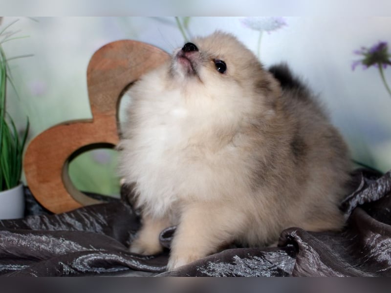 Zwei tolle Pomeranian Zwergspitz Welpen Rüden haben die Koffer gepackt