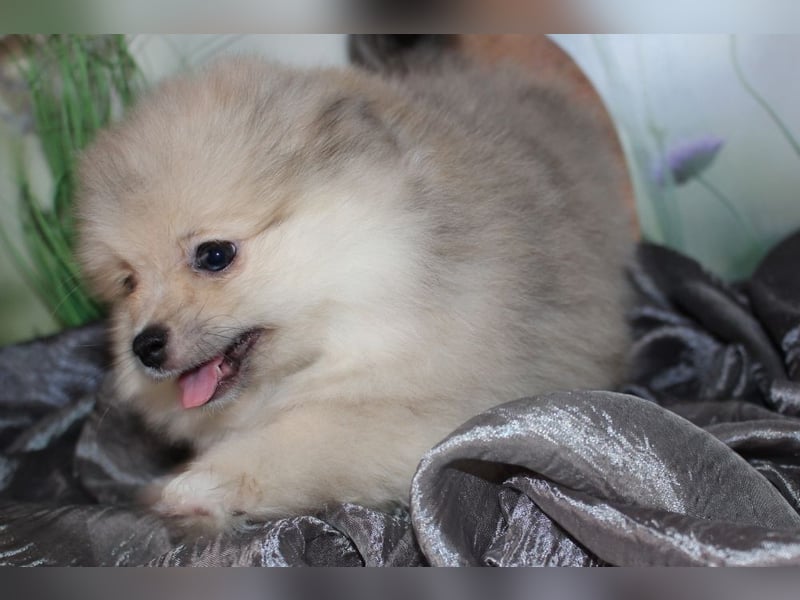 Zwei tolle Pomeranian Zwergspitz Welpen Rüden haben die Koffer gepackt