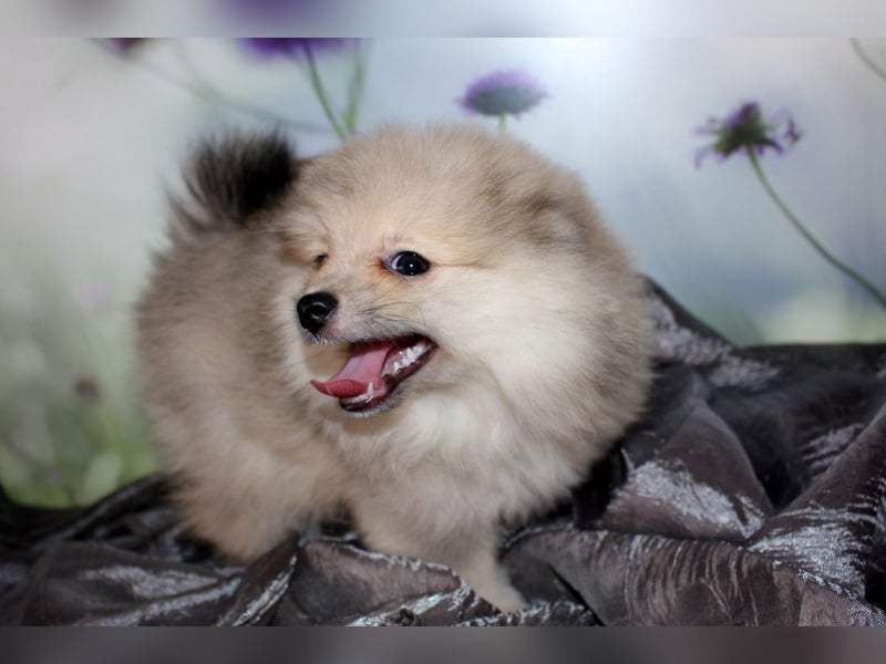 Zwei tolle Pomeranian Zwergspitz Welpen Rüden haben die Koffer gepackt