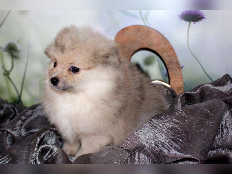 Zwei tolle Pomeranian Zwergspitz Welpen Rüden haben die Koffer gepackt