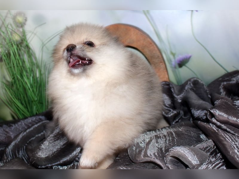 Zwei tolle Pomeranian Zwergspitz Welpen Rüden haben die Koffer gepackt