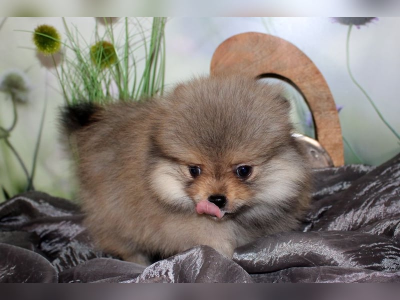 Zwei tolle Pomeranian Zwergspitz Welpen Rüden haben die Koffer gepackt