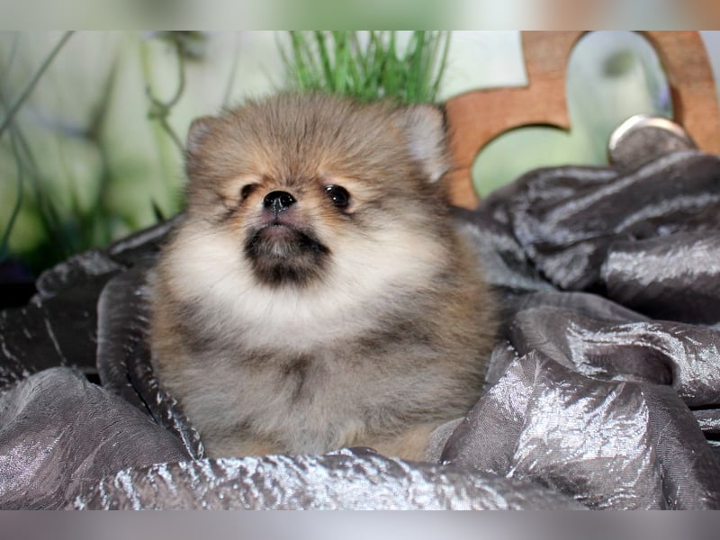 Zwei tolle Pomeranian Zwergspitz Welpen Rüden haben die Koffer gepackt