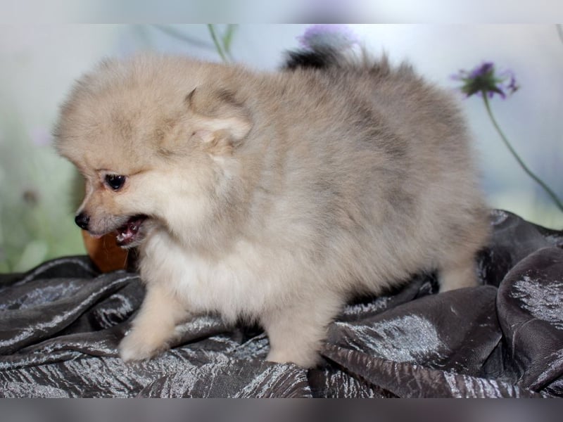 Zwei tolle Pomeranian Zwergspitz Welpen Rüden haben die Koffer gepackt