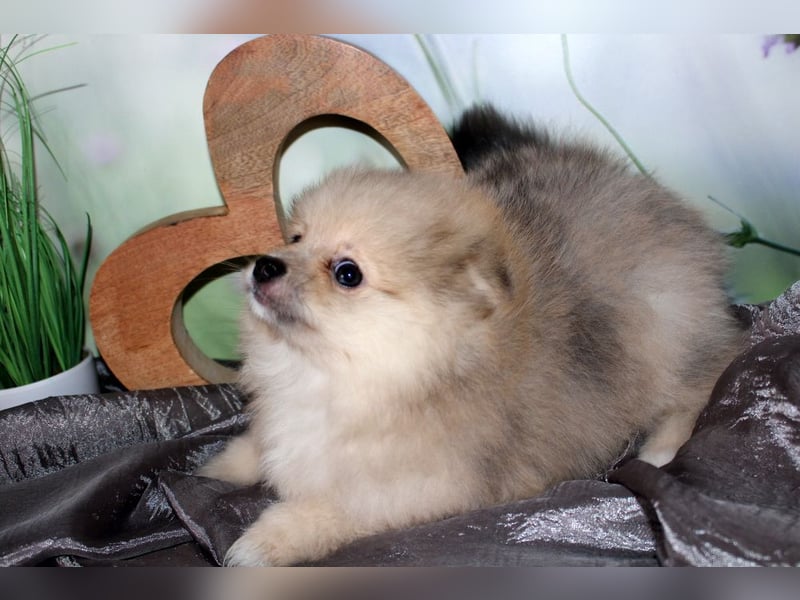 Zwei tolle Pomeranian Zwergspitz Welpen Rüden haben die Koffer gepackt