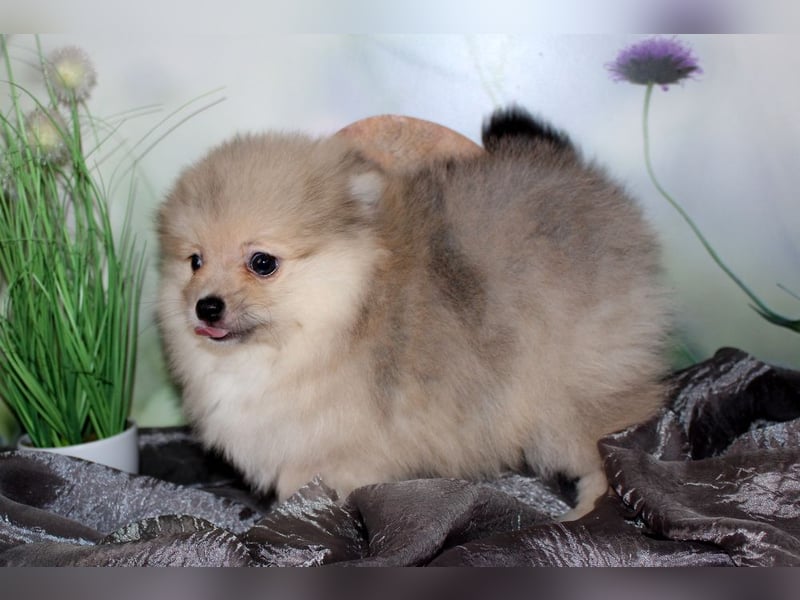 Zwei tolle Pomeranian Zwergspitz Welpen Rüden haben die Koffer gepackt