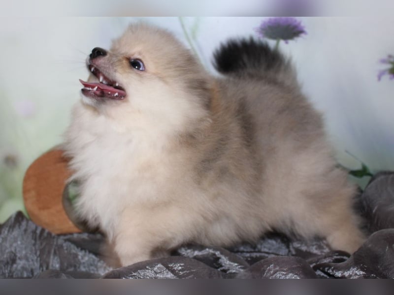 Zwei tolle Pomeranian Zwergspitz Welpen Rüden haben die Koffer gepackt