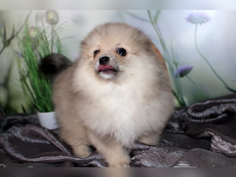 Zwei tolle Pomeranian Zwergspitz Welpen Rüden haben die Koffer gepackt