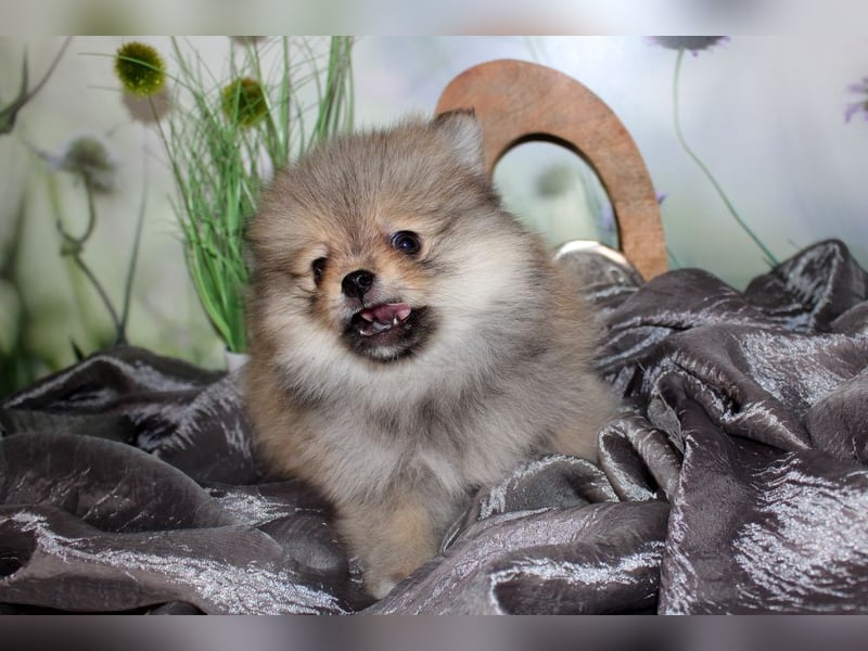 Zwei tolle Pomeranian Zwergspitz Welpen Rüden haben die Koffer gepackt