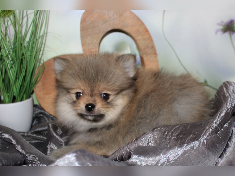 Zwei tolle Pomeranian Zwergspitz Welpen Rüden haben die Koffer gepackt