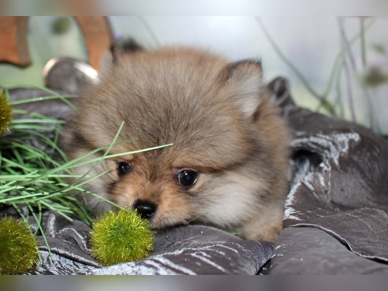 Zwei tolle Pomeranian Zwergspitz Welpen Rüden haben die Koffer gepackt