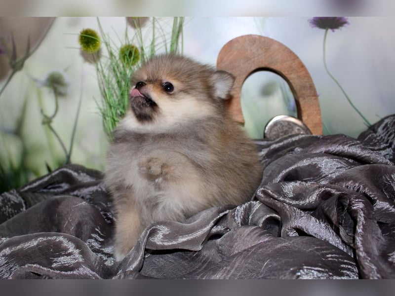 Zwei tolle Pomeranian Zwergspitz Welpen Rüden haben die Koffer gepackt