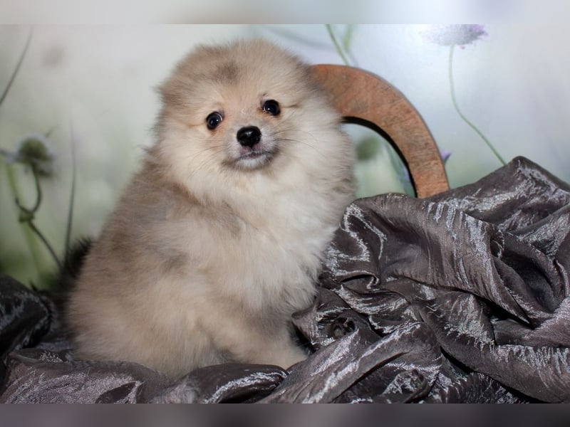 Zwei tolle Pomeranian Zwergspitz Welpen Rüden haben die Koffer gepackt