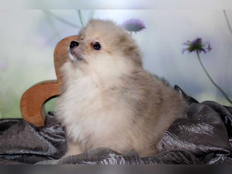 Zwei tolle Pomeranian Zwergspitz Welpen Rüden haben die Koffer gepackt