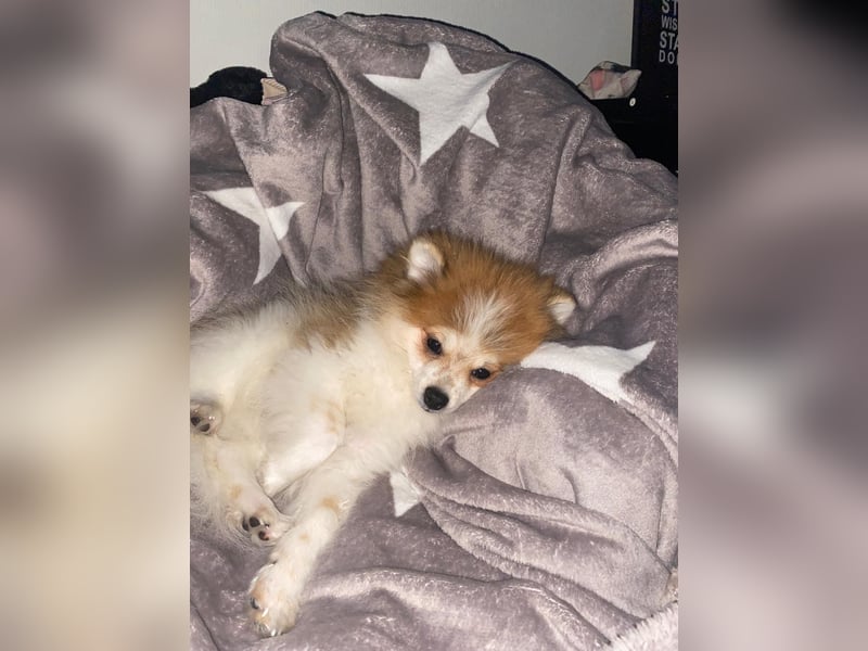 Pomeranian Zwergspitz sucht neues Zuhause