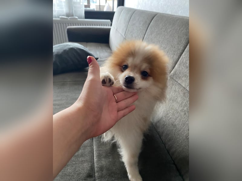 Pomeranian Zwergspitz sucht neues Zuhause