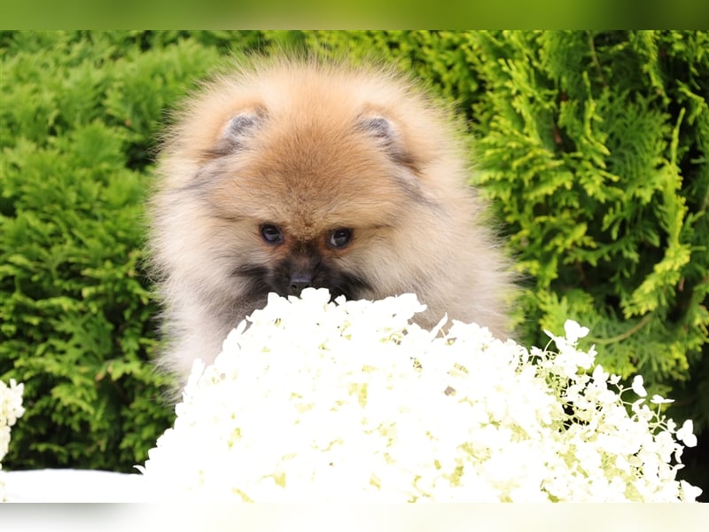 Morty, wunderschöner Zwergspitz Pomeranian Welpe, mit Ahnentafel (CDK Ebern e.V.)