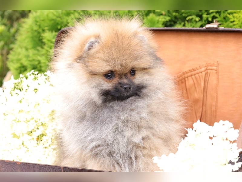 Morty, wunderschöner Zwergspitz Pomeranian Welpe, mit Ahnentafel (CDK Ebern e.V.)