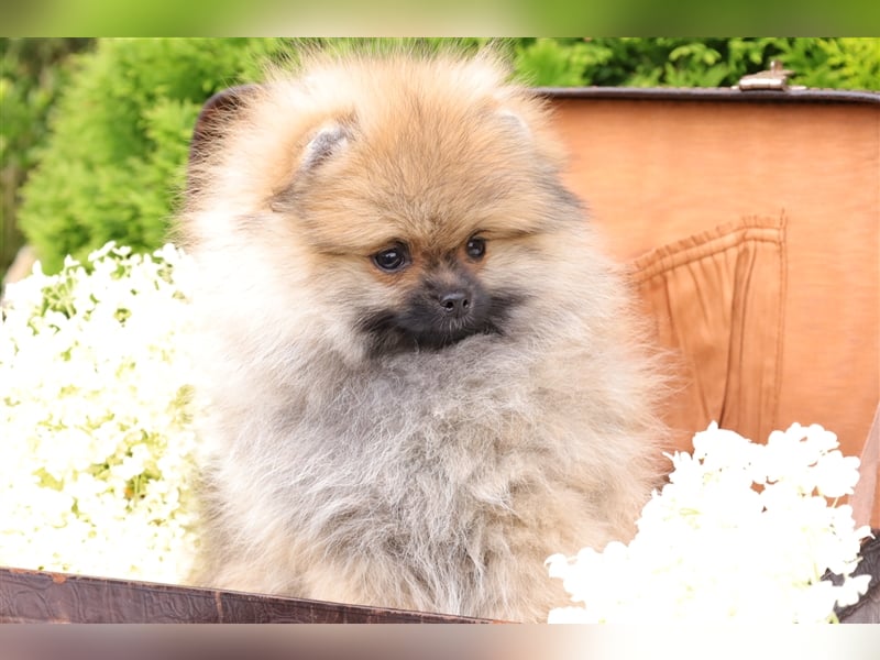 Morty, wunderschöner Zwergspitz Pomeranian Welpe, mit Ahnentafel (CDK Ebern e.V.)