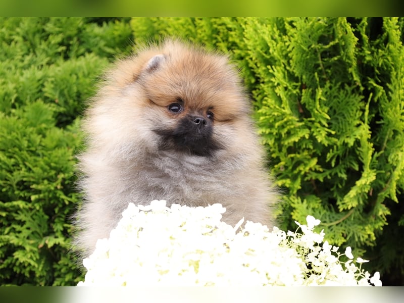 Morty, wunderschöner Zwergspitz Pomeranian Welpe, mit Ahnentafel (CDK Ebern e.V.)