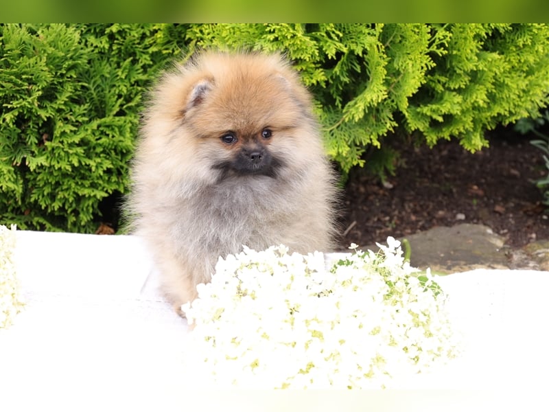 Morty, wunderschöner Zwergspitz Pomeranian Welpe, mit Ahnentafel (CDK Ebern e.V.)