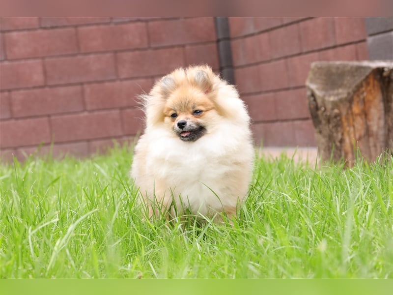 Pomeranian/Deutscher Zwergspitz Welpen (männlich) mit Ahnentafel