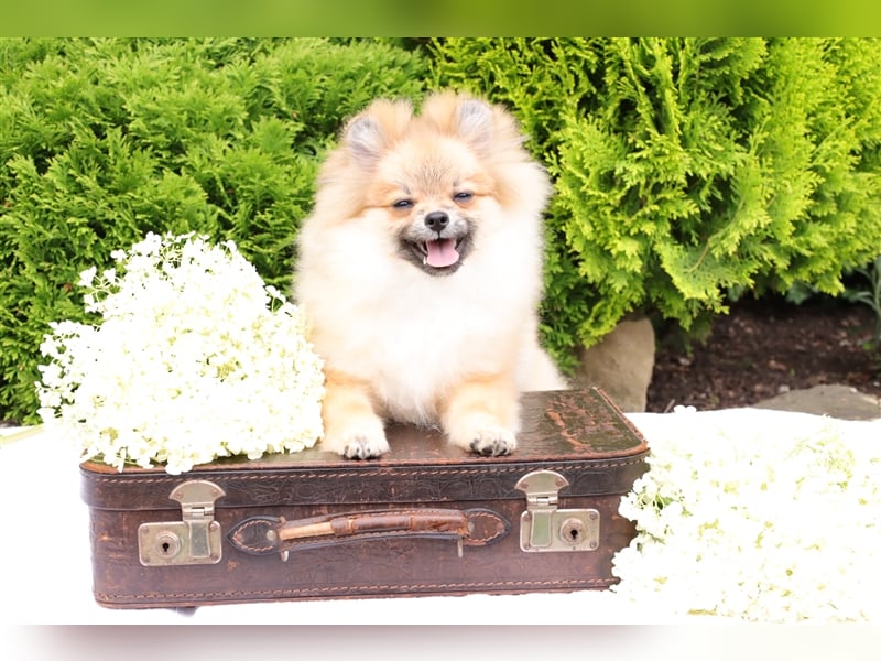 Pomeranian/Deutscher Zwergspitz Welpen (männlich) mit Ahnentafel