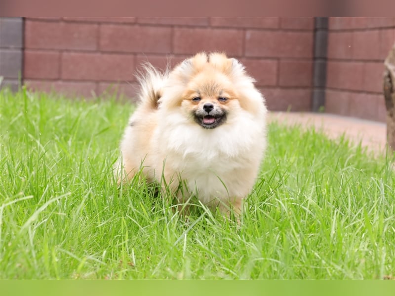 Pomeranian/Deutscher Zwergspitz Welpen (männlich) mit Ahnentafel