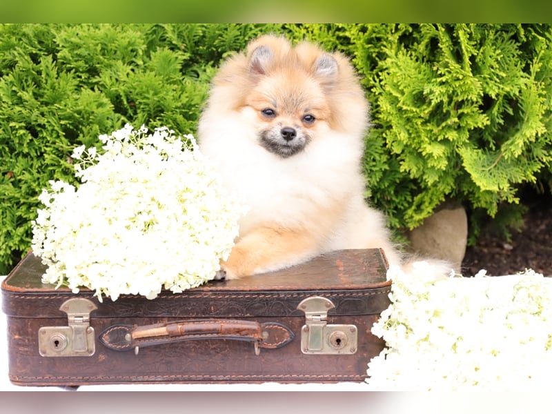 Pomeranian/Deutscher Zwergspitz Welpen (männlich) mit Ahnentafel