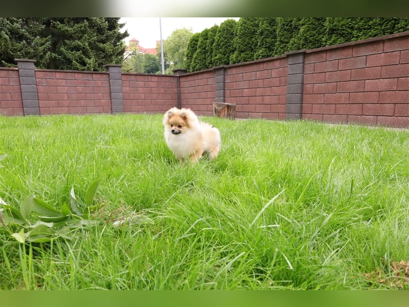 Pomeranian/Deutscher Zwergspitz Welpen (männlich) mit Ahnentafel