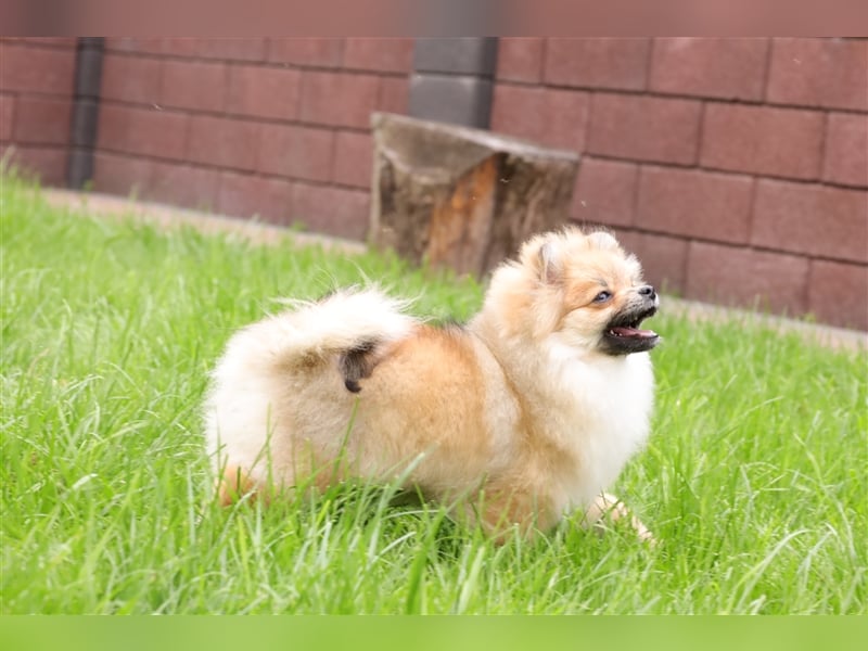 Pomeranian/Deutscher Zwergspitz Welpen (männlich) mit Ahnentafel