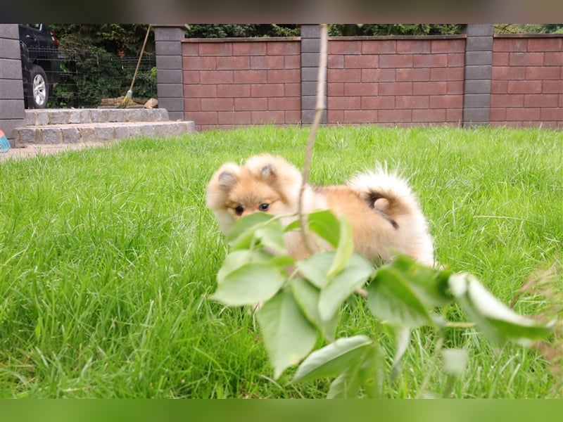 Pomeranian/Deutscher Zwergspitz Welpen (männlich) mit Ahnentafel