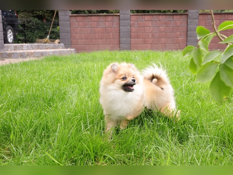 Pomeranian/Deutscher Zwergspitz Welpen (männlich) mit Ahnentafel