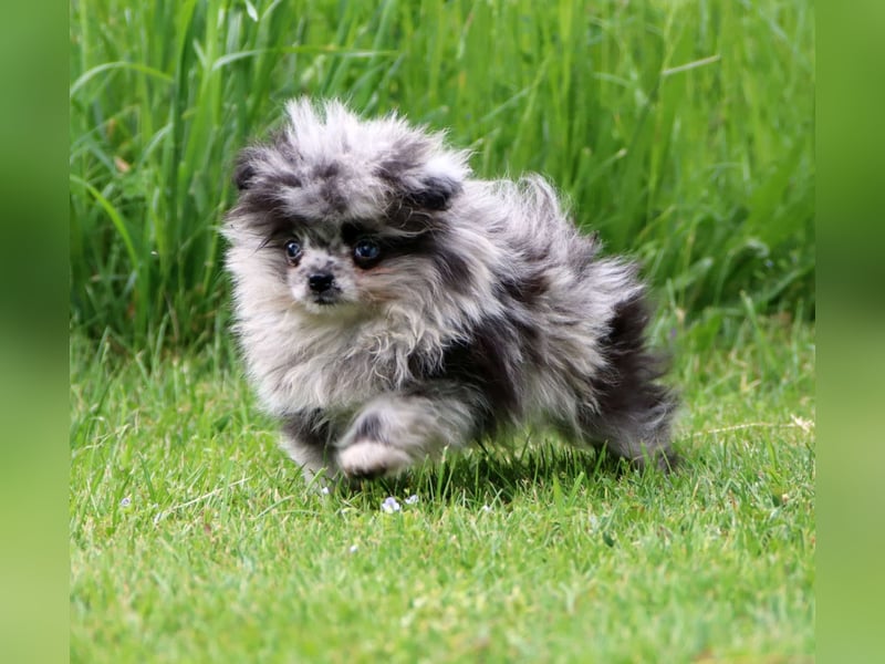 Reinrassige hübsche Pomeranian Zwergspitz Welpen