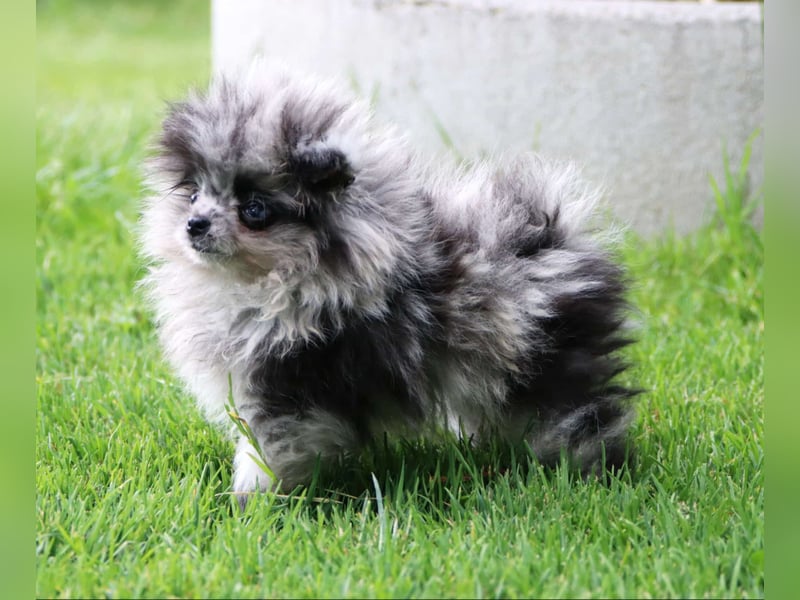 Reinrassige hübsche Pomeranian Zwergspitz Welpen