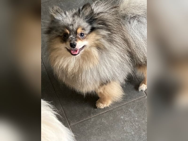 Bildschöner echter Pomeranian Jungrüde in blue/merle tan mit Ahnentafel