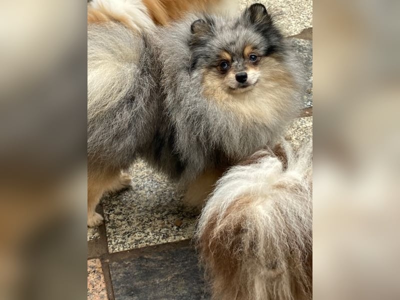 Bildschöner echter Pomeranian Jungrüde in blue/merle tan mit Ahnentafel