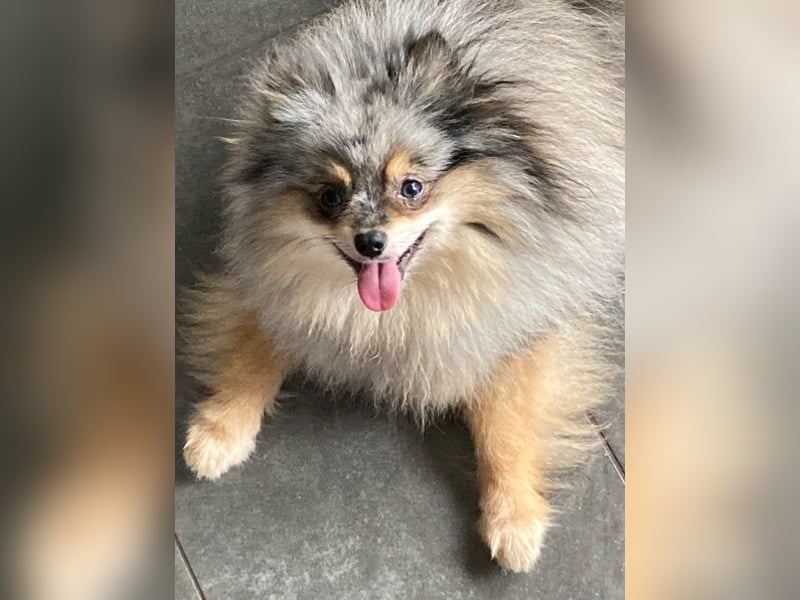 Bildschöner echter Pomeranian Jungrüde in blue/merle tan mit Ahnentafel