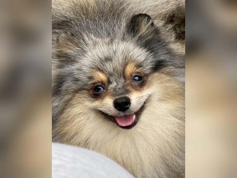 Bildschöner echter Pomeranian Jungrüde in blue/merle tan mit Ahnentafel