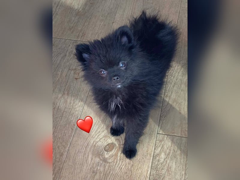 Zwergspitz/Pomeranian mit Ahnentafel